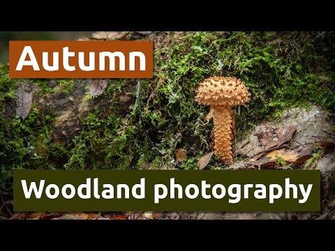 Autumnal woodland photography at Brereton Heath