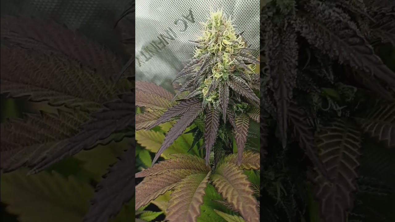 12 more day to go!!! Gorilla 🍪 