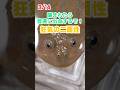 うちの子1分紹介 保護猫 爬虫類 奇虫 両生類 うちの子1分紹介 保護猫 爬虫類 奇虫 両生類