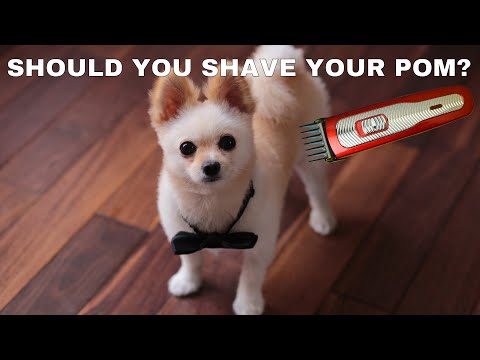 Should You Shave Your Pomeranian In The Summer? (or any double-coated dogs)