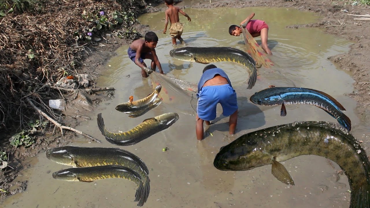 Wow! 06 Children Catch Murrel Fish Using Fish  Net Trap - How to Catch Murrel Fish in India | Desi Indian Food