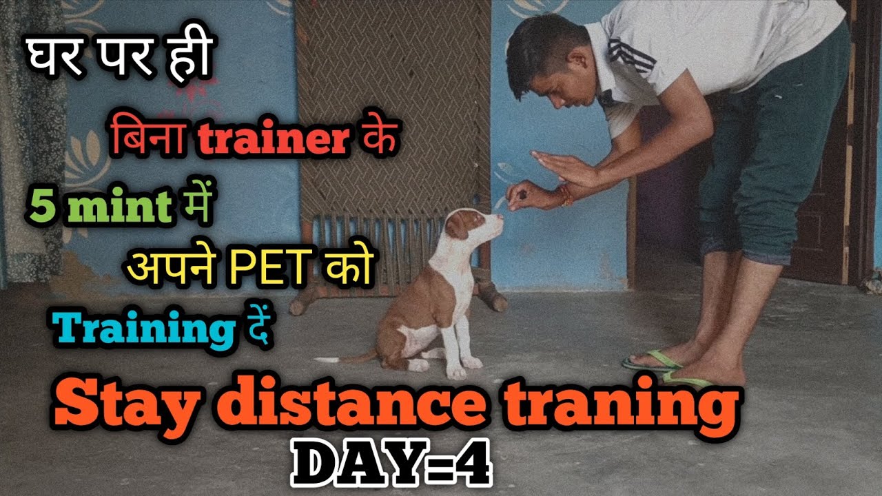 क्या घर पर ही। बिना trainer के 5 mint में अपने PET को training दे। stay distance traning Day=4 ??