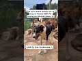 Please be kind for no reason and donate 🐶🐶❤️‍🩹❤️‍🩹🙏🙏🙏