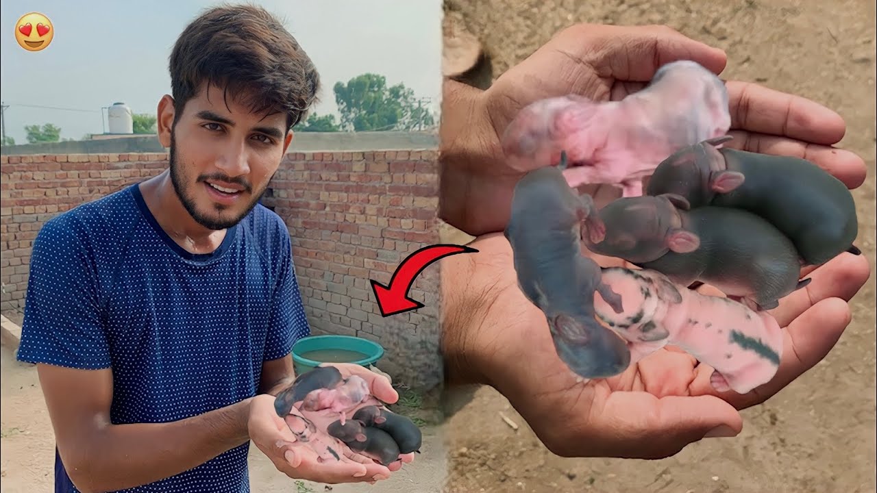 Hmari  Rabbits Ne Bache De diye😍?|| Rabbit Giving Birth Live || Hammad pet house