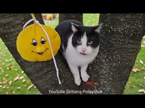 Video So Funny Cats! #246 Gato divertido está jugando en un... - youtube