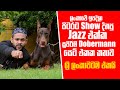 ලංකාවේ ඉපදිලා පිටරට Show දිනපු Jazz එක්ක සුපිරිම Dobermann සෙට් එකක කතාව - ශ්‍රී ලංකාවටම එකයි