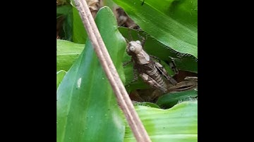 Nymph of ThornGrasshopper-79th. #thorn #grasshopper #nymph #hide #fresh #grass #cricketsounds