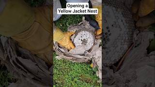 Opening a Bald Faced Hornet nest Theyre actually Yellow Jacket species - Dolichovespula maculata