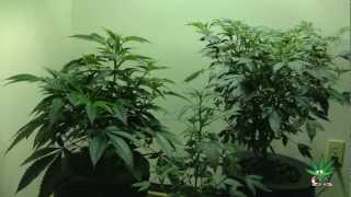 DWC using (High Output Gardens) Nutrition