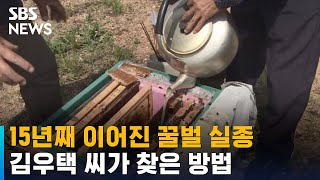 꿀벌의 실종 · 폐사 '악순환'…꿀벌 살릴 방법 찾았다 / SBS
