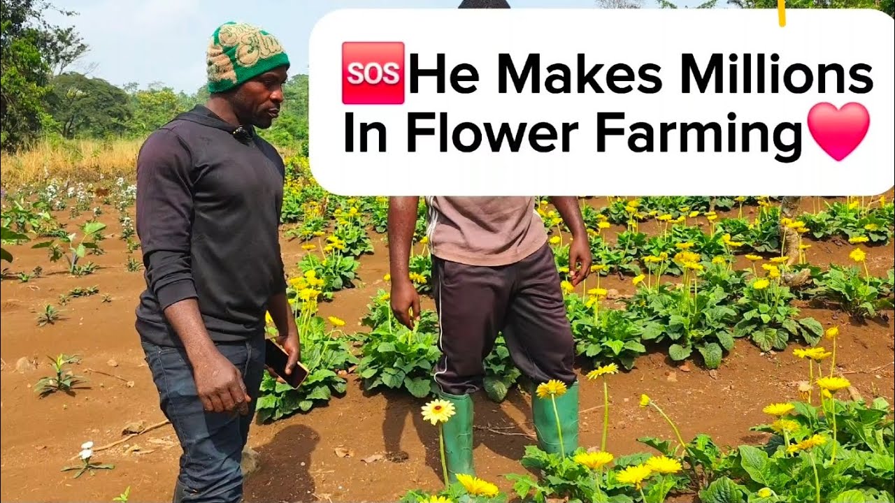 He Makes Millions Farming Flower In Cameroon 🌺🌹 Recent video