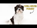 10 Things a Shih Tzu Will Never Forgive