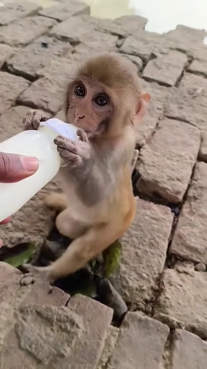 Cute baby monkey #monkeyvideo #monkey #bander