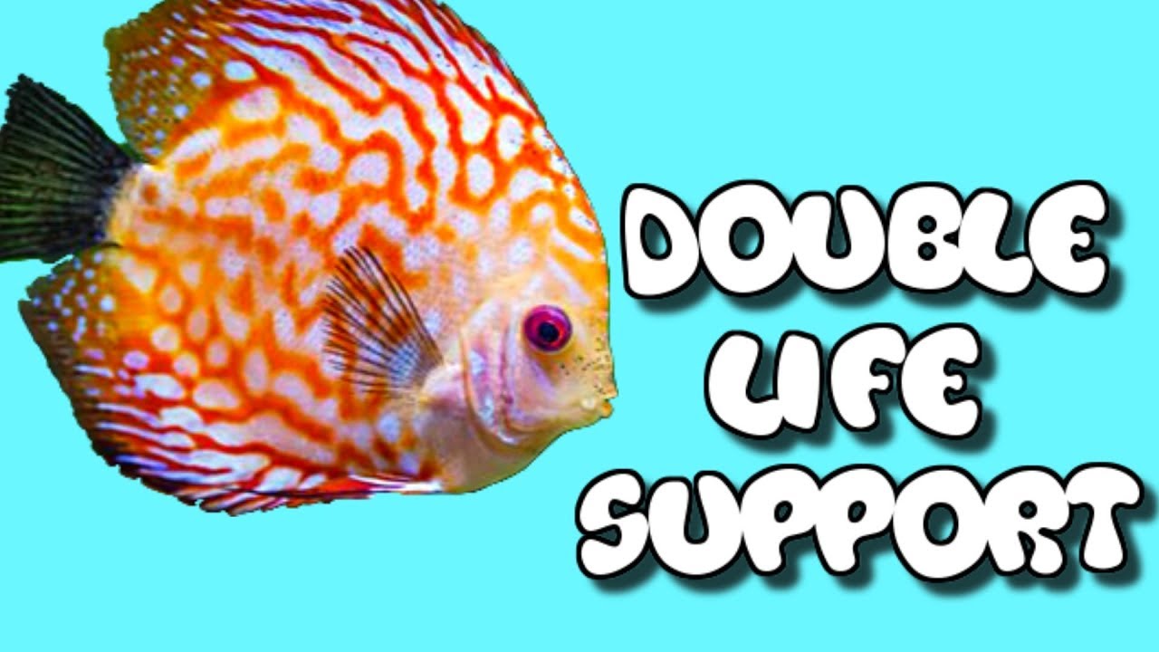 koi fish Cobalt Aquatics Dual USB Air Pump