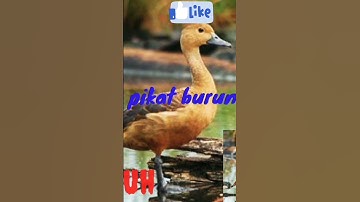 suara pikat burung blibis mangil kawanan🐦🐦