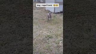 Dog repellent lol #mobile #mechanic #auto #dog #attack