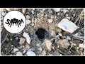 Hunting Wild Tarantulas in Northern Utah (Aphonopelma iodius)