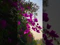 prithibi | #music #ফুলেররাজ্য