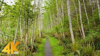 4K Spring Walk through Vancouver Island, Canada - Virtual Forest Walk Accompanied by Birds Songs screenshot 4