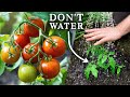 EASY Watering Trick for Amazing Tomato Harvests