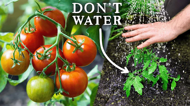 EASY Watering Trick for Amazing Tomato Harvests - DayDayNews