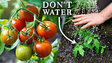 Jak poznáte, zda rajčata potřebují více nebo méně vody?