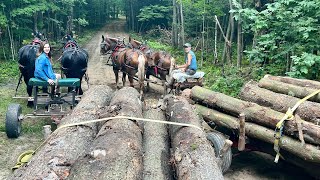 HAULING LOGS WITH MY DAUGHTER!! // Draft Horse Logging