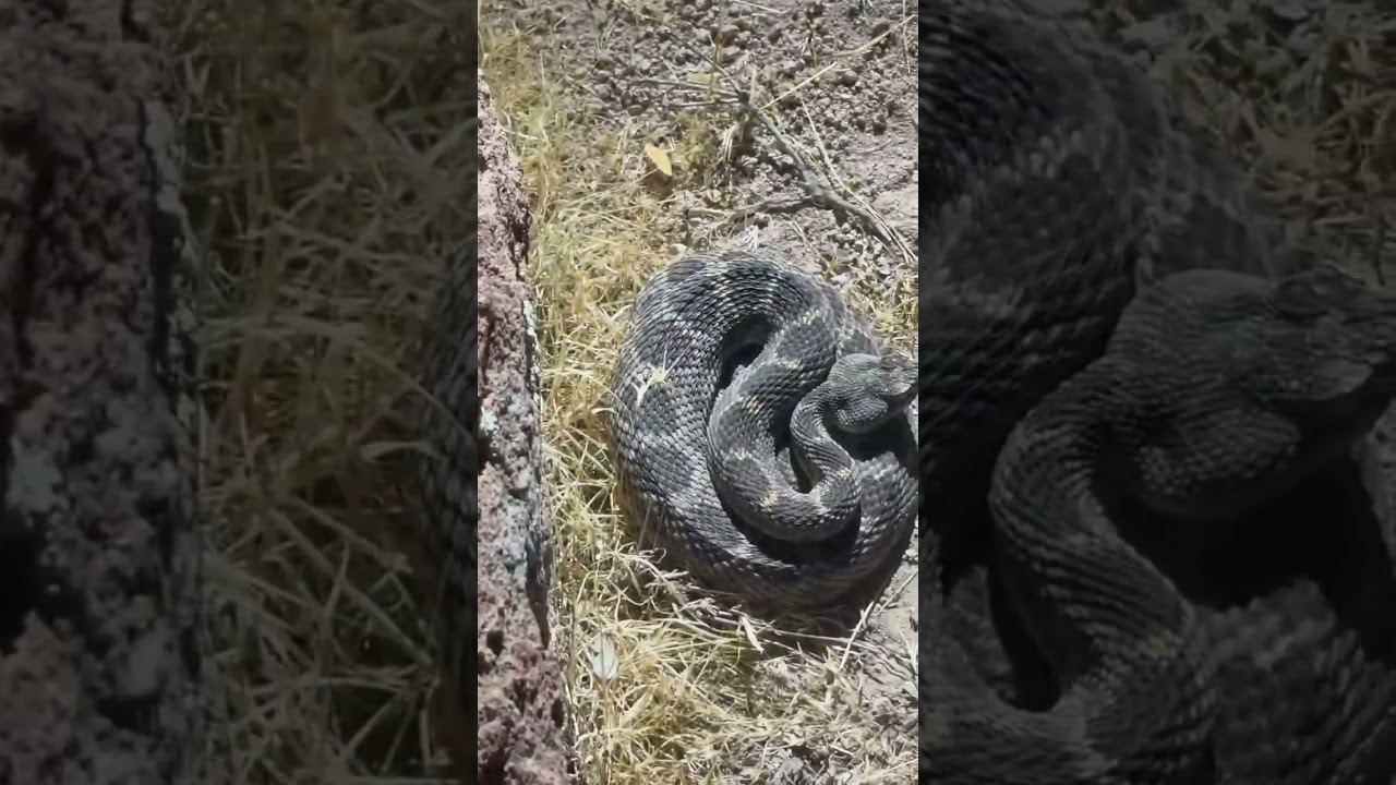 What kind of rattlesnake do you think this is? Found just like this, in ambush against the base of a