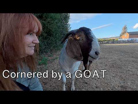Scary Close Encounters of the GOAT kind