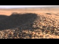 Saltation and creep at oceano dunes