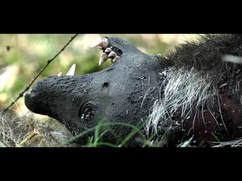WILDERNIS IN DRENTHE