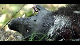 Wildernis In Drenthe