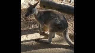 A friendly Kangaroo