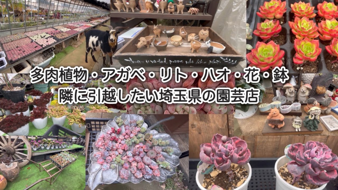 【多肉植物】隣に引越ししたい埼玉県の園芸店【succulent】