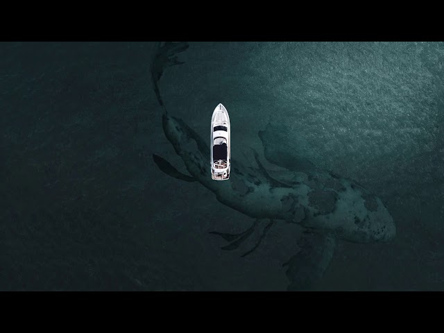 Video Huge Fish under the yacht in 4K for Wallpaper Engine