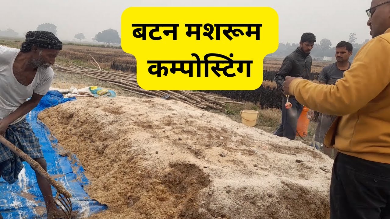 बटन मशरूम कम्पोस्टिंग प्रक्रिया Button mushroom composting