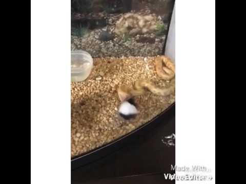 albino burmese python eating a mouse