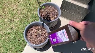 Using Hydrogen Peroxide to kill Fungus Gnat and small Larvae.