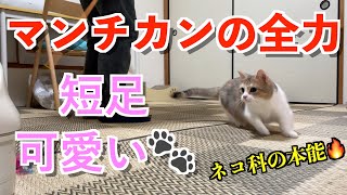 猫が本気を出した結果…短足マンチカンの全力疾走