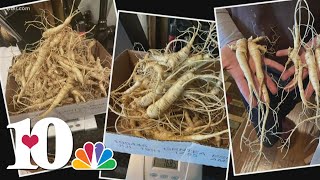 Ginseng hunting traditions have deep roots in East Tennessee