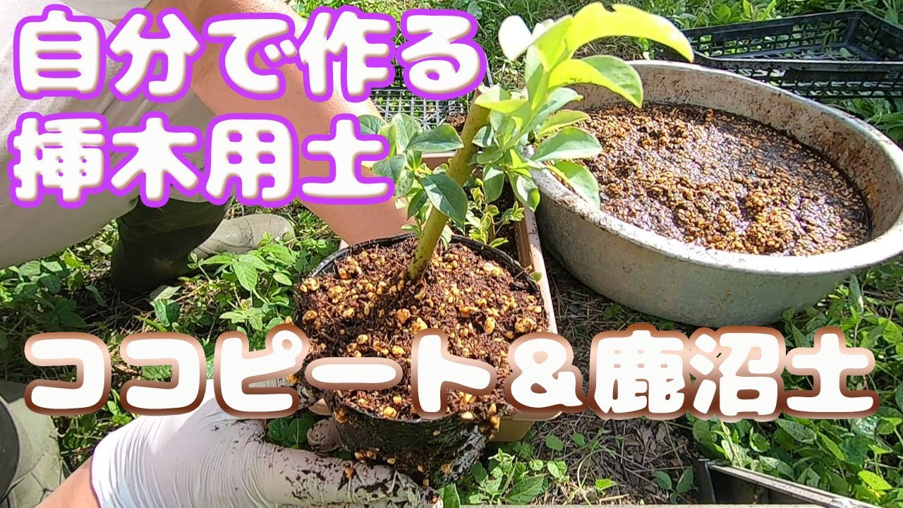 【頑張らない農業】挿木したブルーベリーの鉢上げ