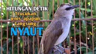 Suara trucukan gacor TARUNG ROPEL PANJANG nuat pancingan & masteran  trucukan agar cepat  bunyi