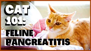 Cat 101: Feline Pancreatitis screenshot 5