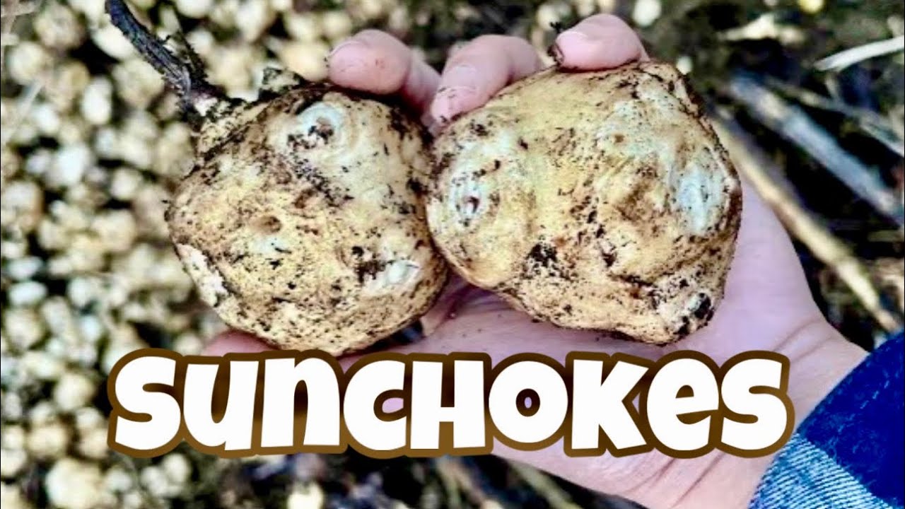 Jerusalem Artichoke Harvest Winter 2023 YouTube