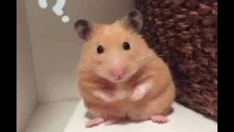 Cuộc sống hàng ngày của chuột quay lu và sói đỏ