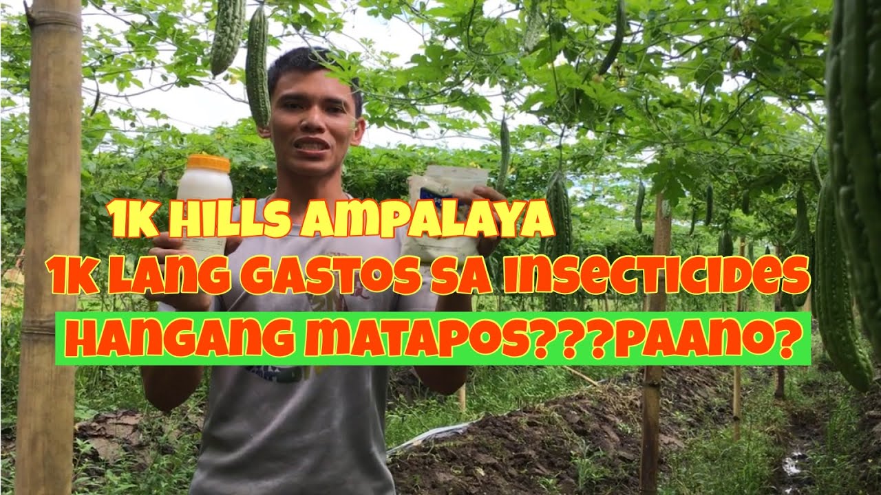 Tamang paraan pag apply ng Insecticide ubos ang fruitfly /blackbug/ladybug/aphids #ampalayafarming