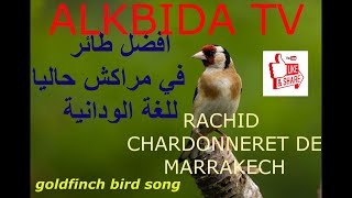 ثمن هدا الطائر في سنة 2016 هو 800 أورو chant de روعة في الاداء chardonneret Marrakech ??????