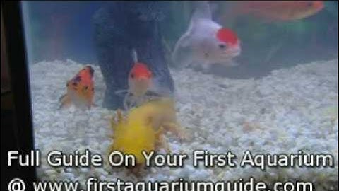 Axolotl (an introduction)