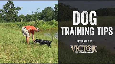 Waterfowl Hunting Dog Training Tips - Puppy