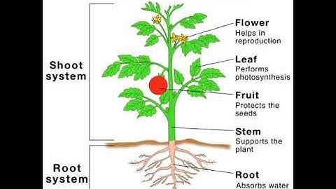 Class 4 Science ( Chapter - 6 Plants in the Surrounding and Environment)